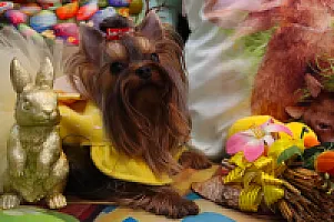 Yorkshire Terrier - zdjęcie 174