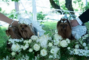 Yorkshire Terrier - zdjęcie 176
