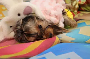 Yorkshire Terrier - zdjęcie 177