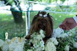 Yorkshire Terrier - zdjęcie 181