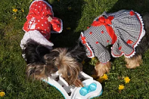 Yorkshire Terrier - zdjęcie 183