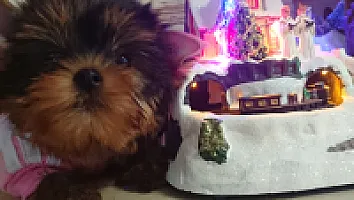 Yorkshire Terrier - zdjęcie 184