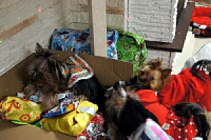 Yorkshire Terrier - zdjęcie 185