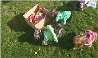 Yorkshire Terrier - zdjęcie 186
