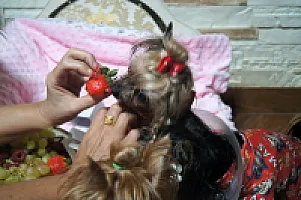 Yorkshire Terrier - zdjęcie 187
