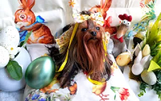 Yorkshire Terrier - zdjęcie 191