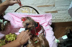 Yorkshire Terrier - zdjęcie 192
