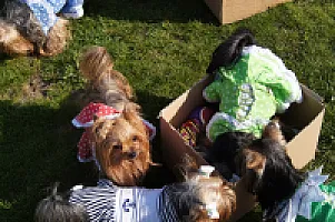Yorkshire Terrier - zdjęcie 193