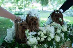 Yorkshire Terrier - zdjęcie 195