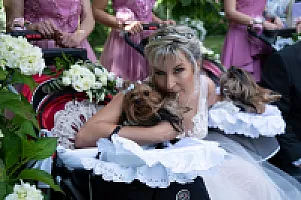 Yorkshire Terrier - zdjęcie 196