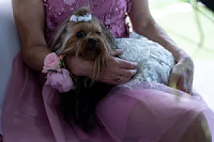 Yorkshire Terrier - zdjęcie 201