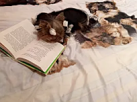 Yorkshire Terrier - zdjęcie 203