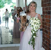 Yorkshire Terrier - zdjęcie 204