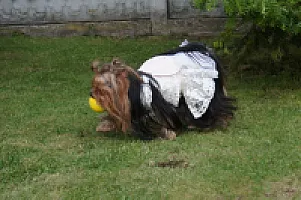 Yorkshire Terrier - zdjęcie 205