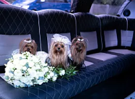 Yorkshire Terrier - zdjęcie 208