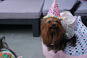 Yorkshire Terrier - zdjęcie 209