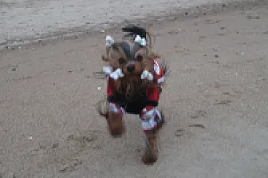 Yorkshire Terrier - zdjęcie 210