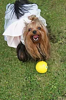 Yorkshire Terrier - zdjęcie 212