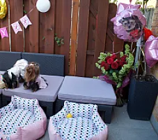 Yorkshire Terrier - zdjęcie 214