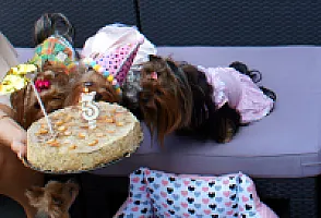 Yorkshire Terrier - zdjęcie 217