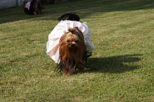 Yorkshire Terrier - zdjęcie 218