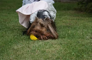 Yorkshire Terrier - zdjęcie 219