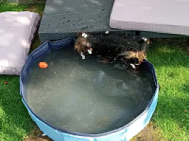 Yorkshire Terrier - zdjęcie 220