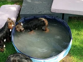 Yorkshire Terrier - zdjęcie 226