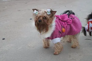 Yorkshire Terrier - zdjęcie 228