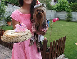 Yorkshire Terrier - zdjęcie 231