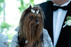 Yorkshire Terrier - zdjęcie 234