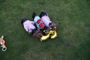 Yorkshire Terrier - zdjęcie 238
