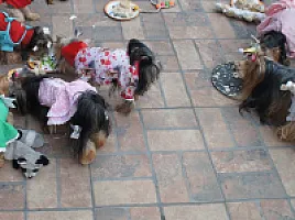Yorkshire Terrier - zdjęcie 241
