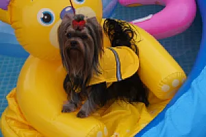 Yorkshire Terrier - zdjęcie 243