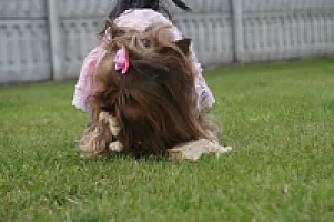 Yorkshire Terrier - zdjęcie 245
