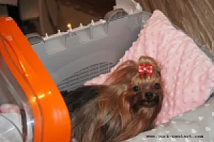 Yorkshire Terrier - zdjęcie 246