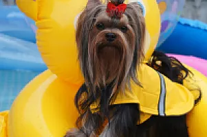 Yorkshire Terrier - zdjęcie 247