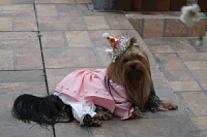 Yorkshire Terrier - zdjęcie 248
