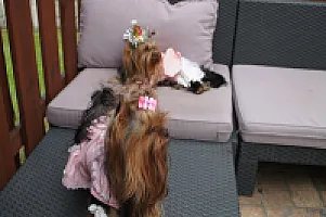 Yorkshire Terrier - zdjęcie 251