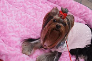 Yorkshire Terrier - zdjęcie 252