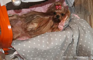 Yorkshire Terrier - zdjęcie 253