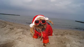 Yorkshire Terrier - zdjęcie 254