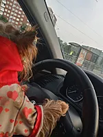 Yorkshire Terrier - zdjęcie 256