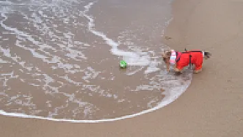 Yorkshire Terrier - zdjęcie 257