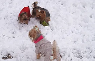 Yorkshire Terrier - zdjęcie 258