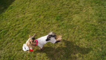 Yorkshire Terrier - zdjęcie 259