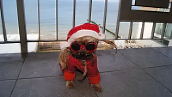 Yorkshire Terrier - zdjęcie 260