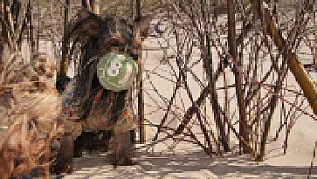 Yorkshire Terrier - zdjęcie 265