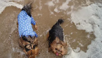 Yorkshire Terrier - zdjęcie 268