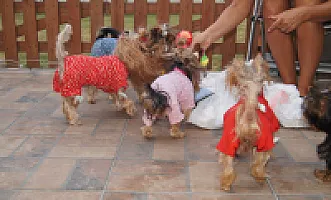 Yorkshire Terrier - zdjęcie 272